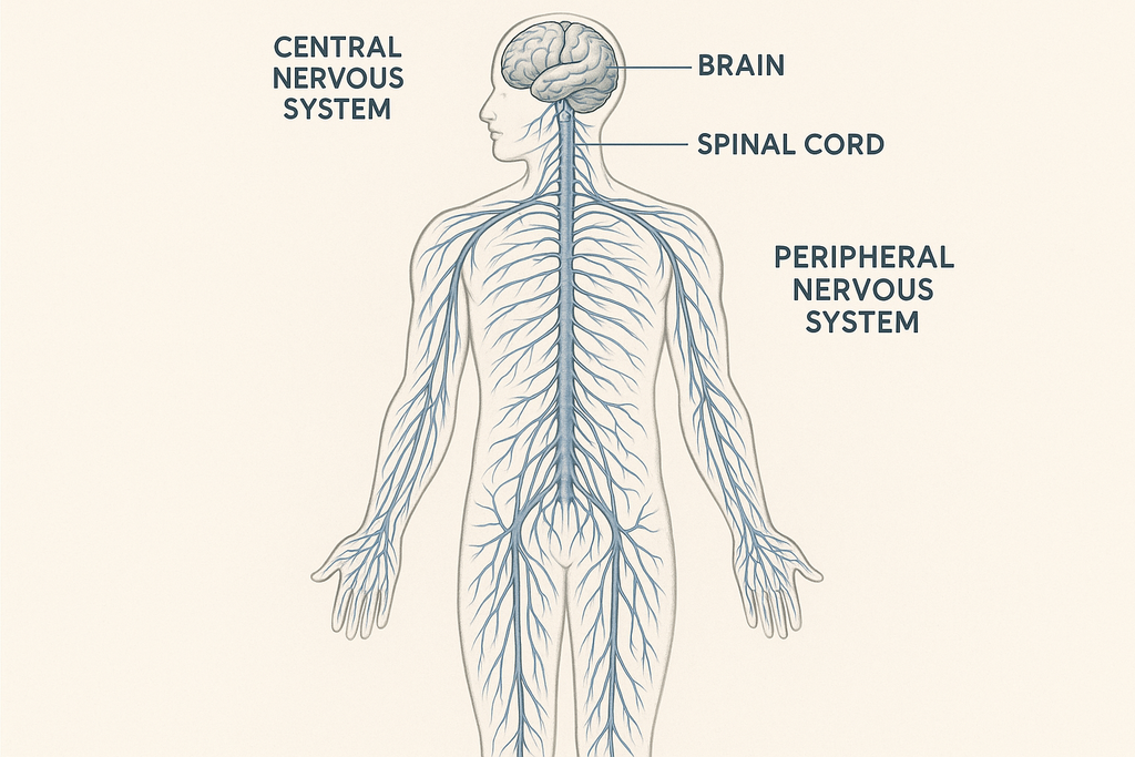 Nervous system